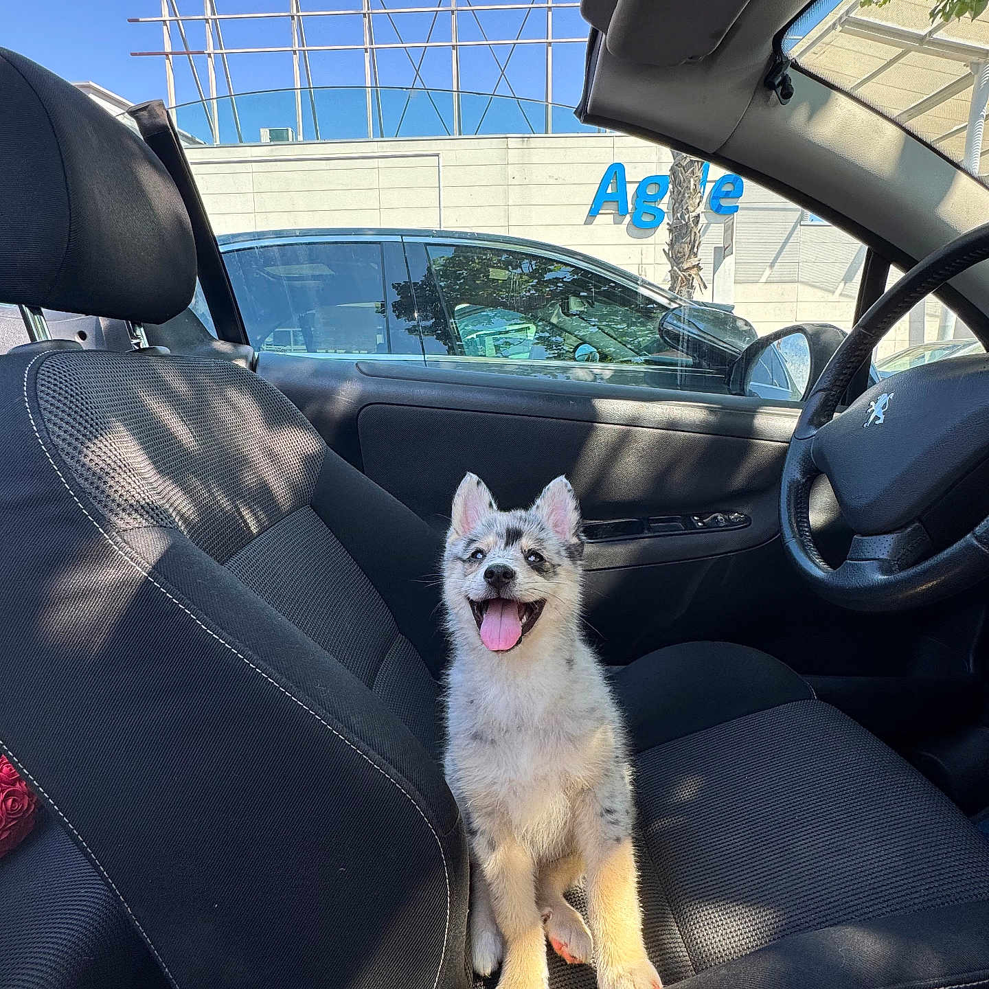 Baïo participe au concours pour gagner de l'argent avec cette photo : puppy, dog, car_interior, car_seat, seatbelt, steering_wheel, window, sunlight, shadow, happy, tongue_out, ears_up, black_seat, fabric_seat, vehicle, parked_car, blue_sky, outdoor, daytime, smiling