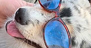 Baïo participe au concours pour gagner de l'argent avec cette photo : dog, sunglasses, blue_lenses, happy, tongue_out, person_hand, ring, tattoo, wooden_background, string_lights, close_up, outdoor, casual, pet, animal, friendly, affection, summer, fashion, fun