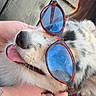 dog, sunglasses, blue_lenses, happy, tongue_out, person_hand, ring, tattoo, wooden_background, string_lights, close_up, outdoor, casual, pet, animal, friendly, affection, summer, fashion, fun