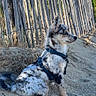 dog, sand, fence, outdoor, blue_sky, animal, pet, sitting, harness, nature, beach, sunlight, wood, grass, ears_up, side_view, quiet, calm, daytime, fur