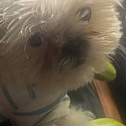 Polo is registered to the contest to win money with this photo: dog, white, fluffy, pet, curious, fur, closeup, animal, indoor, toy, green, outfit, cute, small, face, portrait, companion, furry, adorable, domestic