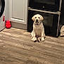 cabinet, calm, collar, curious, cute, dog, domestic, floor, indoor, kitchen, labrador, oven, pet, puppy, red_toy, sitting, toy, washing_machine, wooden_floor, young_dog