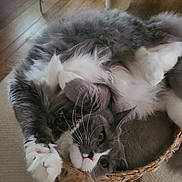 Rowan is registered to the contest to win money with this photo: abyssinian, animal, architecture, basket, building, cat, furniture, hardwood, homedecor, indoors, kitten, linen, livingroom, manx, person, pet, plant, room, sleeping, wood
