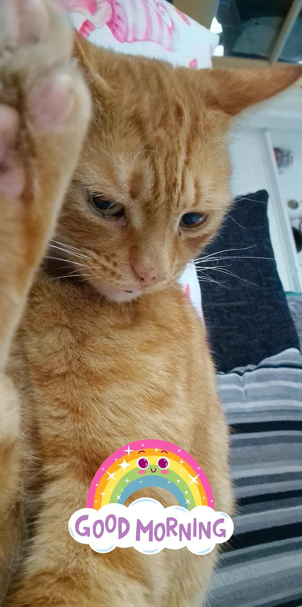 Garfield is registered to the contest to win money with this photo: carnivore, cat, claw, comfort, domestic_short_haired_cat, fawn, felidae, fur, linens, paw, photo_caption, small_to_medium_sized_cats, snout, tail, terrestrial_animal, whiskers, wildlife