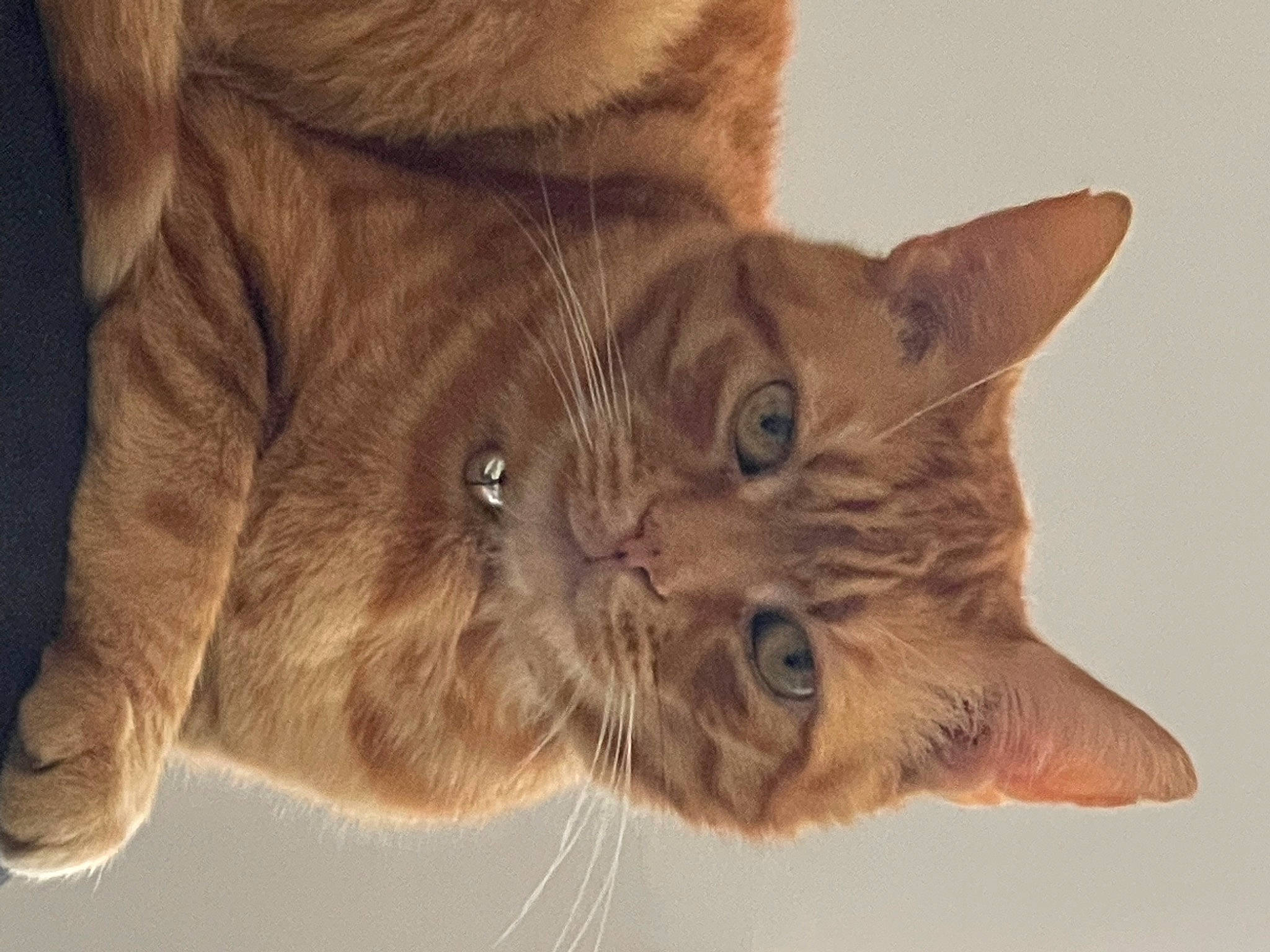 Garfield joined the competition — help win amazing prizes! carnivore, cat, claw, domestic_short_haired_cat, ear, fawn, felidae, fur, gesture, liver, paw, small_to_medium_sized_cats, snout, tail, terrestrial_animal, whiskers
