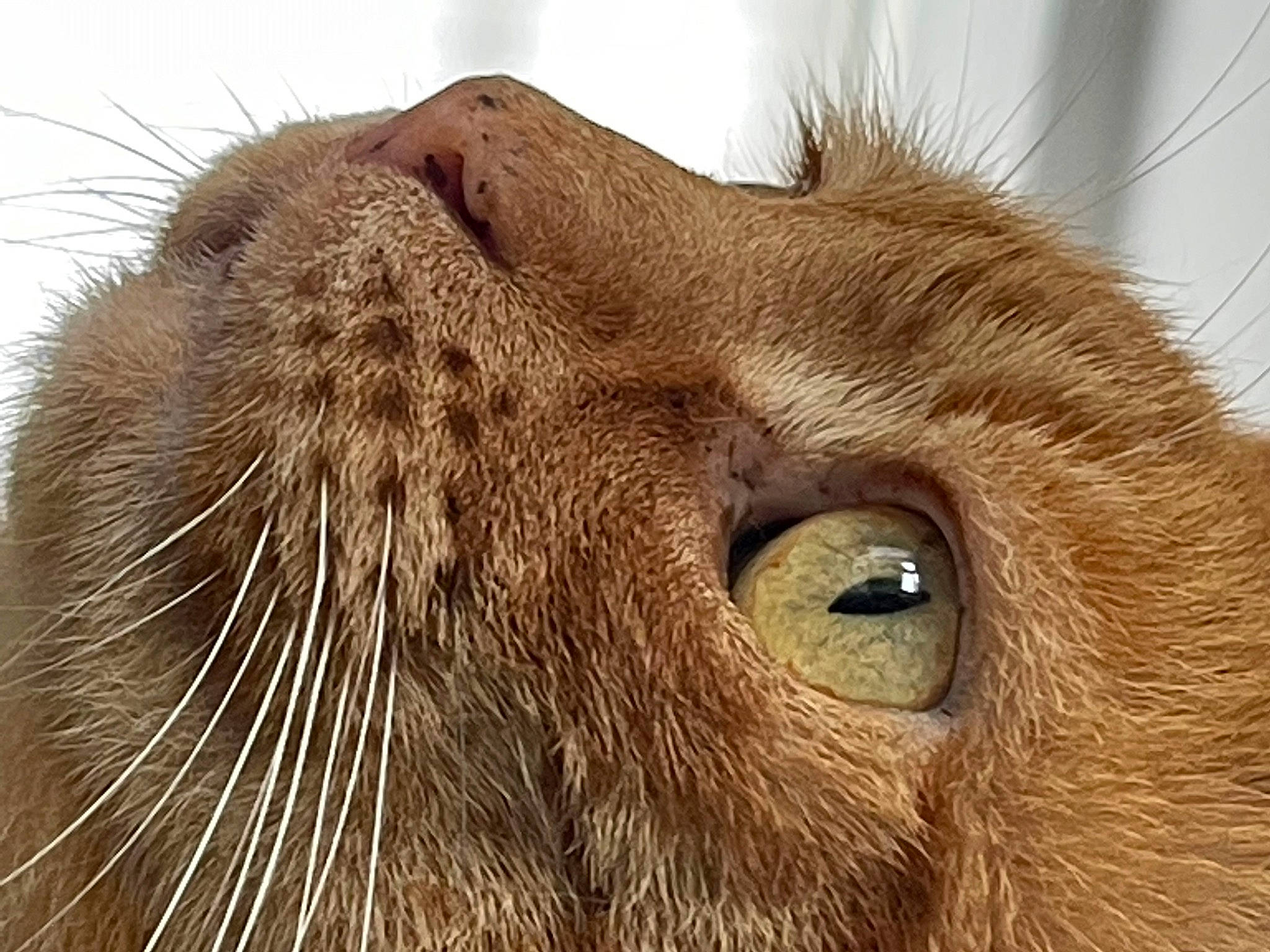 Garfield joined the competition — help win amazing prizes! big_cats, carnivore, fawn, felidae, fur, lion, liver, livestock, small_to_medium_sized_cats, snout, sporting_group, terrestrial_animal, whiskers, wildlife, working_animal