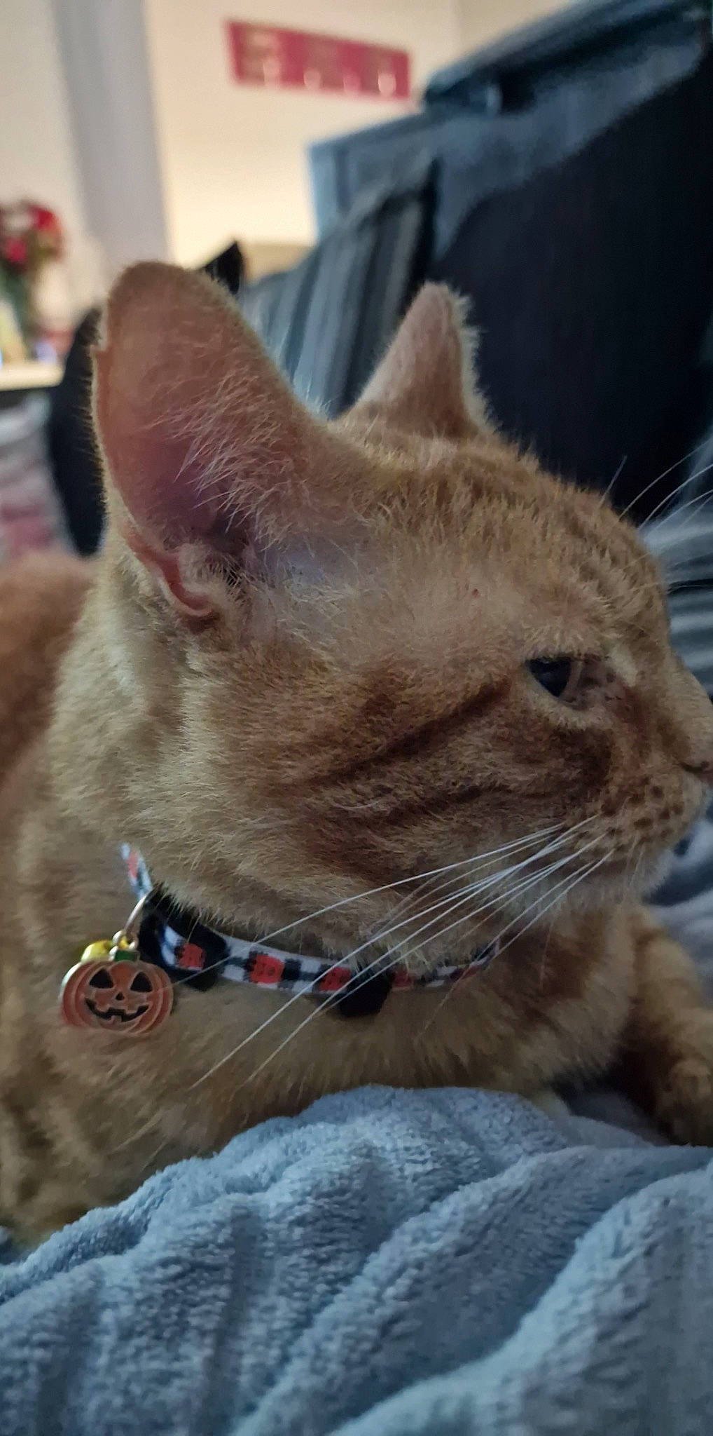 Garfield joined the competition — help win amazing prizes! carnivore, cat, cat_supply, claw, collar, comfort, cone, domestic_short_haired_cat, eye, fawn, felidae, fur, grass, small_to_medium_sized_cats, snout, tail, terrestrial_animal, whiskers