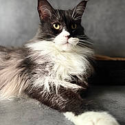 Tupac participe au concours pour gagner de l'argent avec cette photo : cat, long_hair, black_and_white, fluffy, portrait, pet, animal, relaxed, paw, whiskers, indoor, feline, close_up, laying_down, alert, cute, soft_light, background_blur, domestic_cat, yellow_eyes