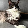 cat, long_hair, black_and_white, fluffy, portrait, pet, animal, relaxed, paw, whiskers, indoor, feline, close_up, laying_down, alert, cute, soft_light, background_blur, domestic_cat, yellow_eyes