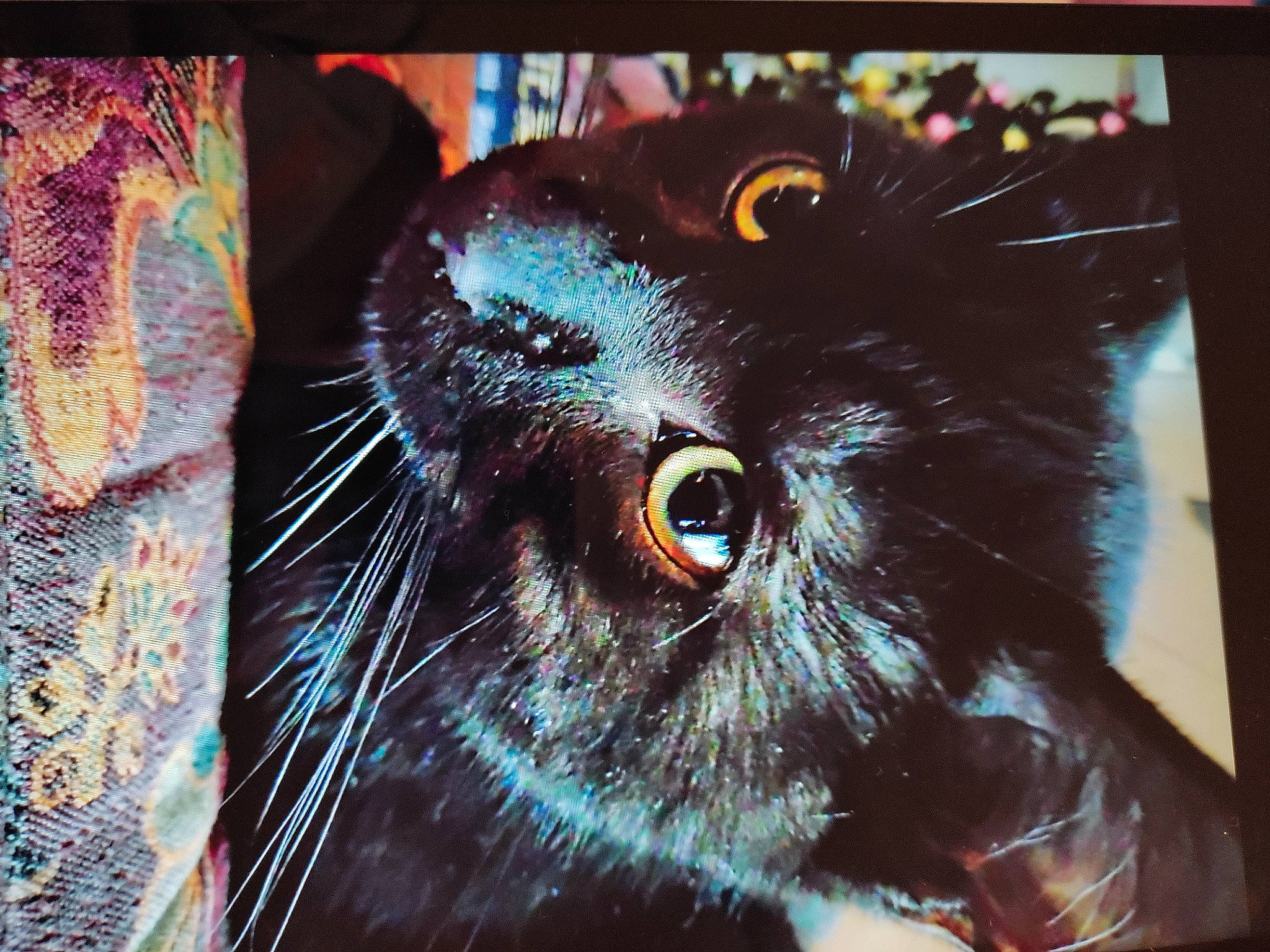 Simba a rejoint le concours — aidez-le/la à gagner de superbes lots ! art, black_cat, canidae, carnivore, cat, dog_breed, electric_blue, electricity, eye, eyelash, feather, felidae, head, organism, painting, rectangle, small_to_medium_sized_cats, snout, space, whiskers