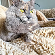 Storm joined the competition — help win amazing prizes! cat, feline, gray_cat, cream_fur, calico_markings, green_eyes, golden_eyes, whiskers, pointed_ears, long_fur, fluffy_blanket, cozy, indoor, pet, animal_portrait, close_up, sitting, lounging, home, soft_texture