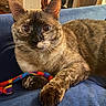 Ms.honey joined the competition — help win amazing prizes! animal, blue_fabric, brown_cat, cat, closeup, couch, ears, eyes, feline, home, indoors, lounging, lying_down, paws, pet, portrait, rainbow_toy, short_hair, sofa, whiskers
