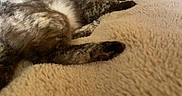 Ms.honey is registered to the contest to win money with this photo: alert, animal, bed, blanket, cat, close_up, cozy, cream_fur, ears, eyes, feline, fur, gray_fur, home, indoors, lying_down, pet, portrait, relaxed, whiskers