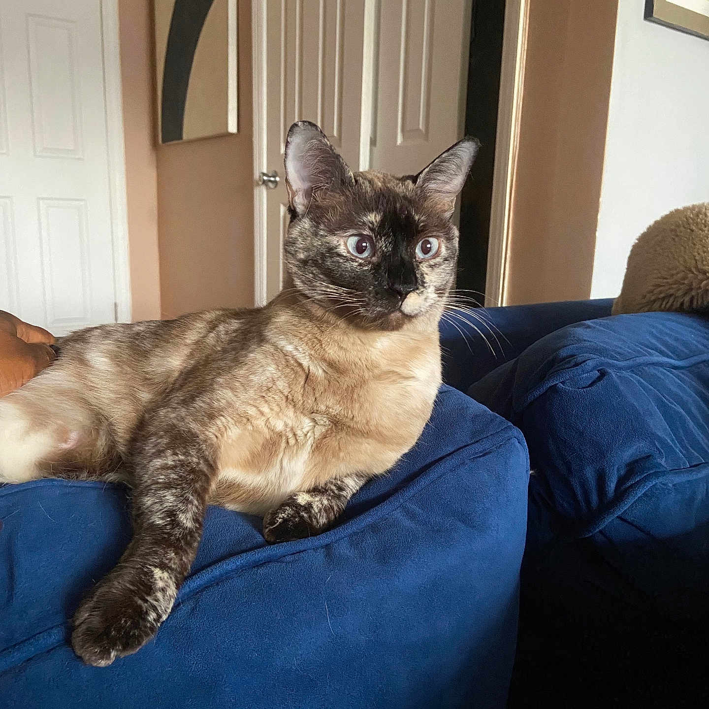 Ms.honey