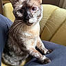 animal, blue_eyes, cat, chair, close_up, couch, ears, face, feline, fur, indoor, lap, pet, photography, playful, portrait, siamese_cat, sitting, whiskers, yellow_furniture