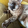 Ms.honey joined the competition — help win amazing prizes! animal, blue_eyes, brown_fur, cat, claws, close_up, couch, cushion, face, feline, gray_fur, indoors, lounging, paws, pet, portrait, relaxed, siamese_cat, striped_fur, whiskers