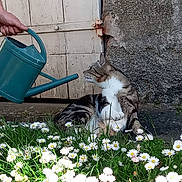 Pixel joined the competition — help win amazing prizes! animal, cat, curious, daisies, door, flora, flowers, garden, grass, hand, nature, outdoor, pet, plant, relaxing, rustic, stone, sunlight, tabby_cat, watering_can