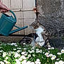 animal, cat, curious, daisies, door, flora, flowers, garden, grass, hand, nature, outdoor, pet, plant, relaxing, rustic, stone, sunlight, tabby_cat, watering_can