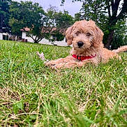 Greta joined the competition — help win amazing prizes! puppy, dog, grass, outdoor, collar, tree, house, nature, pet, animal, canine, fur, cute, young, laying, green, background, daytime, playful, friendly