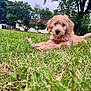 puppy, dog, grass, outdoor, collar, tree, house, nature, pet, animal, canine, fur, cute, young, laying, green, background, daytime, playful, friendly