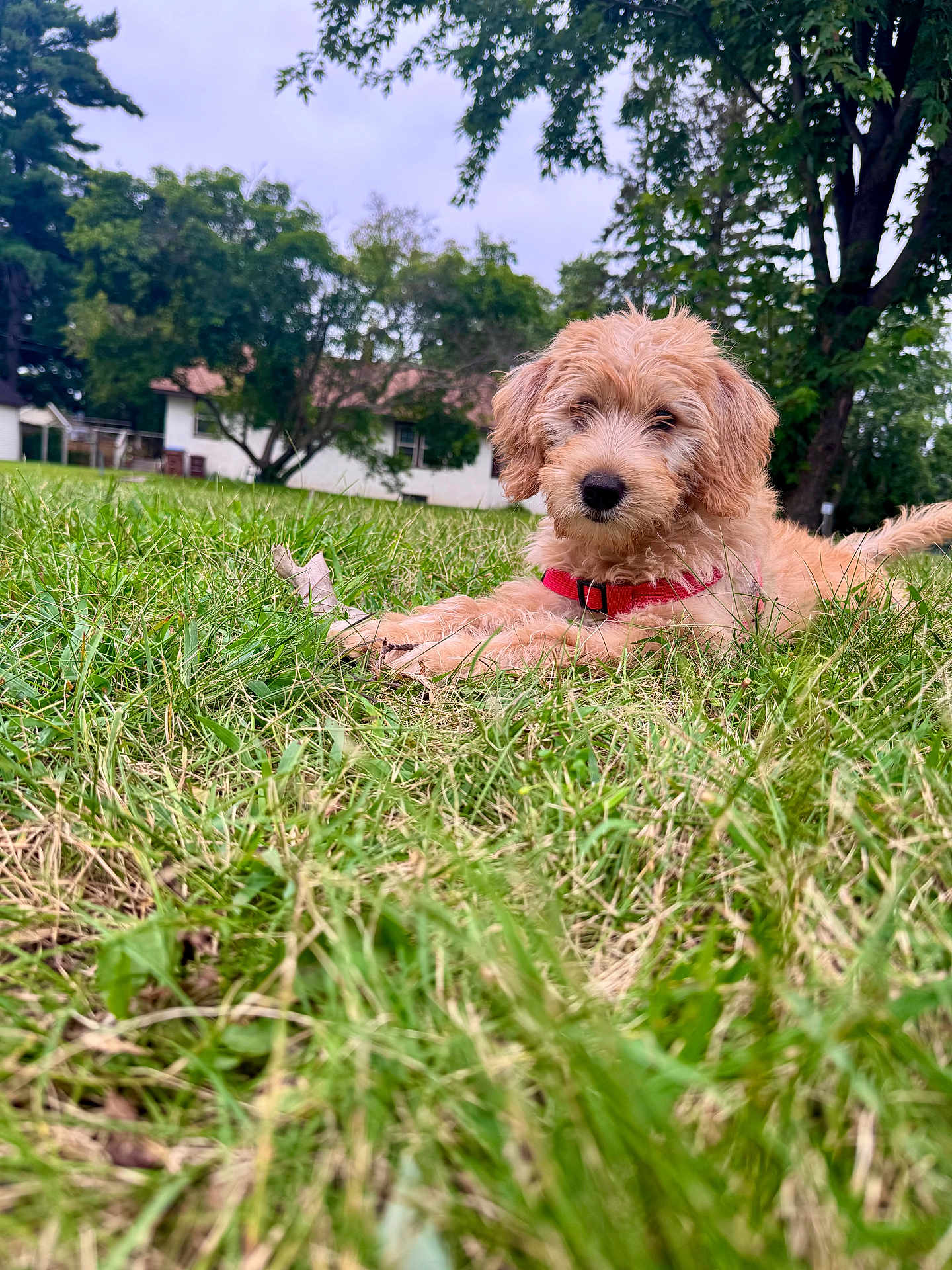 Greta joined the competition — help win amazing prizes! puppy, dog, grass, outdoor, collar, tree, house, nature, pet, animal, canine, fur, cute, young, laying, green, background, daytime, playful, friendly