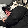 Kai is registered to the contest to win money with this photo: dog, husky, human, person, hoodie, black_clothing, bed, pillow, indoor, resting, snuggling, pet, animal, sleeping, comfort, closeup, face, fur, blue_eyes, casual