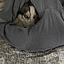 Kai is registered to the contest to win money with this photo: husky, dog, blue_eyes, gray_sweatshirt, bedspread, quilted, pattern, pet, animal, indoor, cozy, fur, snug, resting, cute, portrait, looking, face, closeup, laying