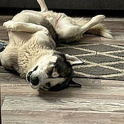 Kai joined the competition — help win amazing prizes! dog, husky, lying_down, floor, rug, indoor, pet, relaxed, sleeping, canine, fur, animal, companion, home, paw, tail, wooden_floor, household, domestic, cute