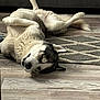dog, husky, lying_down, floor, rug, indoor, pet, relaxed, sleeping, canine, fur, animal, companion, home, paw, tail, wooden_floor, household, domestic, cute