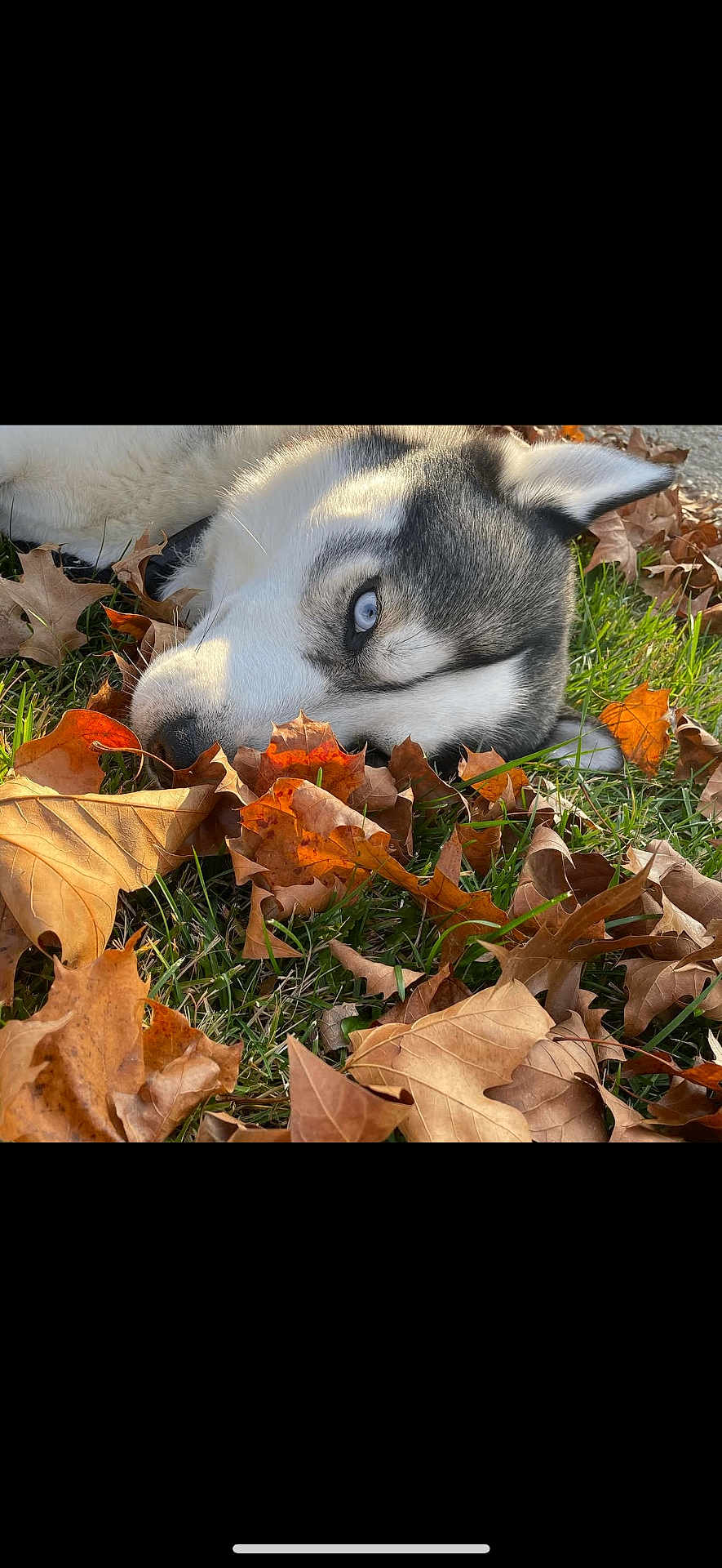 Kai