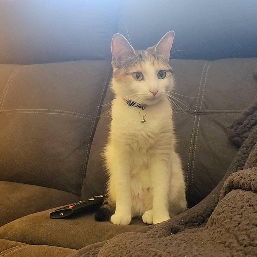 Cinnamon is registered to the contest to win money with this photo: carnivore, cat, comfort, couch, domestic_short_haired_cat, felidae, fur, paw, sitting, sky, small_to_medium_sized_cats, tail, terrestrial_animal, whiskers