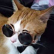 Sir Tigger is registered to the contest to win money with this photo: cat, orange_cat, white_cat, sunglasses, bow_tie, pet, animal, close_up, portrait, cute, feline, indoor, fashion, accessory, whiskers, ears, fur, face, black_background, cool