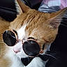cat, orange_cat, white_cat, sunglasses, bow_tie, pet, animal, close_up, portrait, cute, feline, indoor, fashion, accessory, whiskers, ears, fur, face, black_background, cool