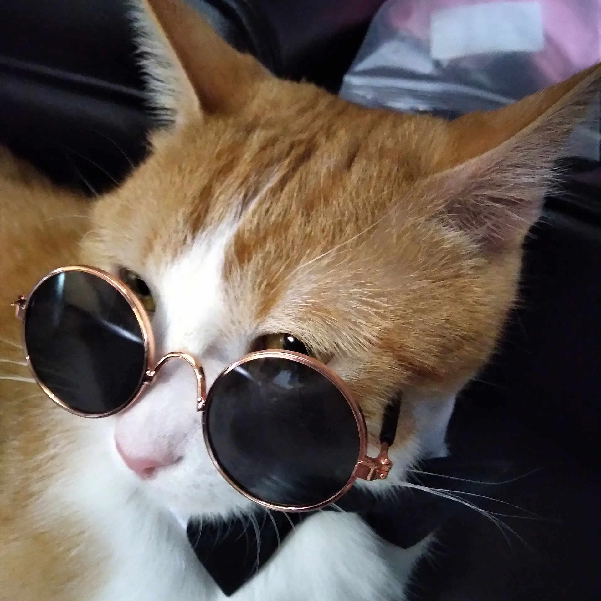 Sir Tigger is registered to the contest to win money with this photo: cat, orange_cat, white_cat, sunglasses, bow_tie, pet, animal, close_up, portrait, cute, feline, indoor, fashion, accessory, whiskers, ears, fur, face, black_background, cool