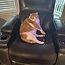 Sir Tigger is registered to the contest to win money with this photo: animal, balcony, blinds, carpet, cat, cozy, domestic, feline, furniture, home, indoor, leather_chair, looking, orange_cat, pet, recliner, relaxed, sitting, white_cat, window