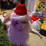 Sir Tigger is registered to the contest to win money with this photo: carpet, cat, christmas, christmas_tree, decorations, door, fake_beard, festive, furniture, holiday_decor, indoor, lights, living_room, orange_and_white_cat, ornaments, pet, plastic_bags, red_bucket, santa_hat, stockings