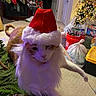 carpet, cat, christmas, christmas_tree, decorations, door, fake_beard, festive, furniture, holiday_decor, indoor, lights, living_room, orange_and_white_cat, ornaments, pet, plastic_bags, red_bucket, santa_hat, stockings