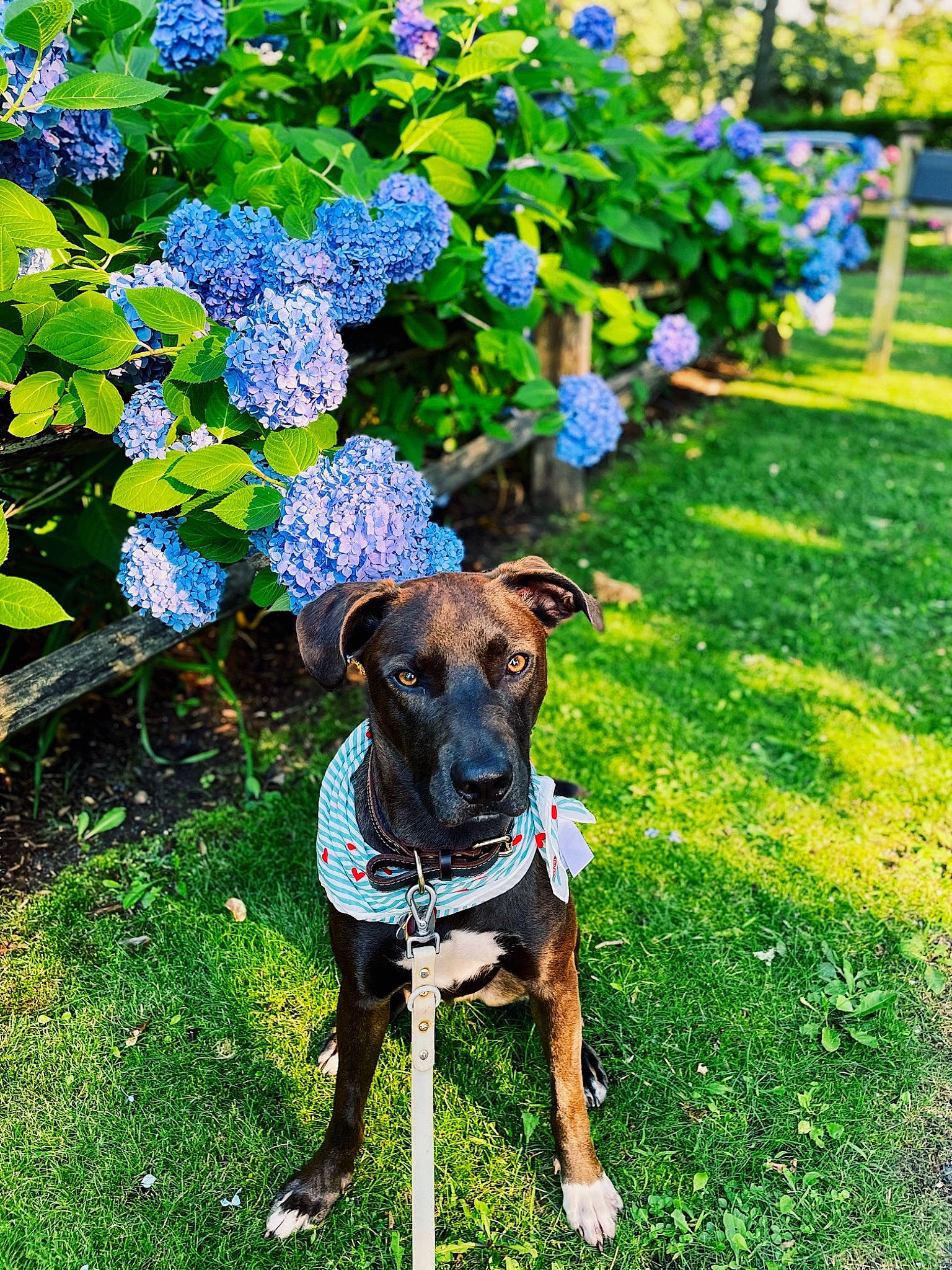 Denver joined the competition — help win amazing prizes! blue, carnivore, collar, companion_dog, dog, dog_breed, dog_collar, dog_supply, electric_blue, fawn, flower, flowerpot, grass, green, groundcover, pet_supply, plant, shrub, snout, working_animal