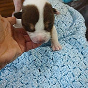 Raine is registered to the contest to win money with this photo: puppy, dog, newborn, hand, blue_blanket, crocheted_blanket, indoor, closeup, pet, cute, animal, soft_texture, resting, brown_and_white, small, furry, domestic, young, comfort, gentle