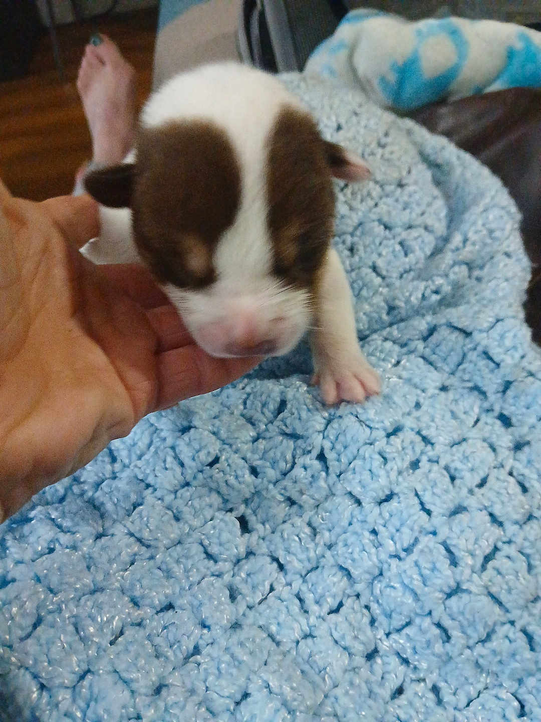 Raine is registered to the contest to win money with this photo: puppy, dog, newborn, hand, blue_blanket, crocheted_blanket, indoor, closeup, pet, cute, animal, soft_texture, resting, brown_and_white, small, furry, domestic, young, comfort, gentle