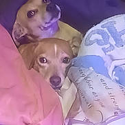 Max And Socks is registered to the contest to win money with this photo: dog, two_dogs, blanket, snuggling, cozy, indoor, pet, cute, resting, brown_dog, fur, looking, lying_down, warm, companion, animal, domestic_animal, comfort, sleepy, face