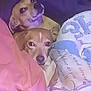 dog, two_dogs, blanket, snuggling, cozy, indoor, pet, cute, resting, brown_dog, fur, looking, lying_down, warm, companion, animal, domestic_animal, comfort, sleepy, face