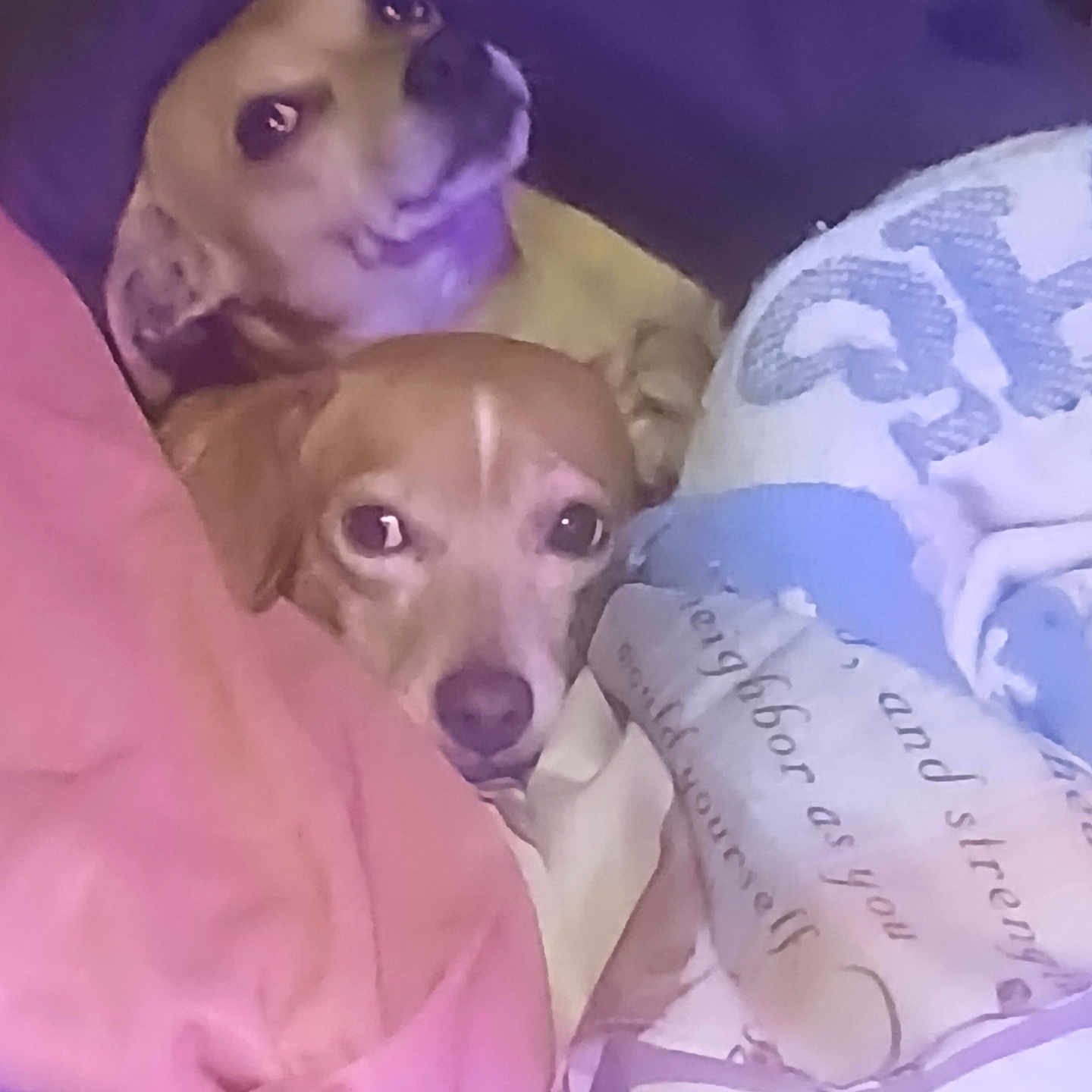 Max And Socks is registered to the contest to win money with this photo: animal, blanket, brown_dog, comfort, companion, cozy, cute, dog, domestic_animal, face, fur, indoor, looking, lying_down, pet, resting, sleepy, snuggling, two_dogs, warm