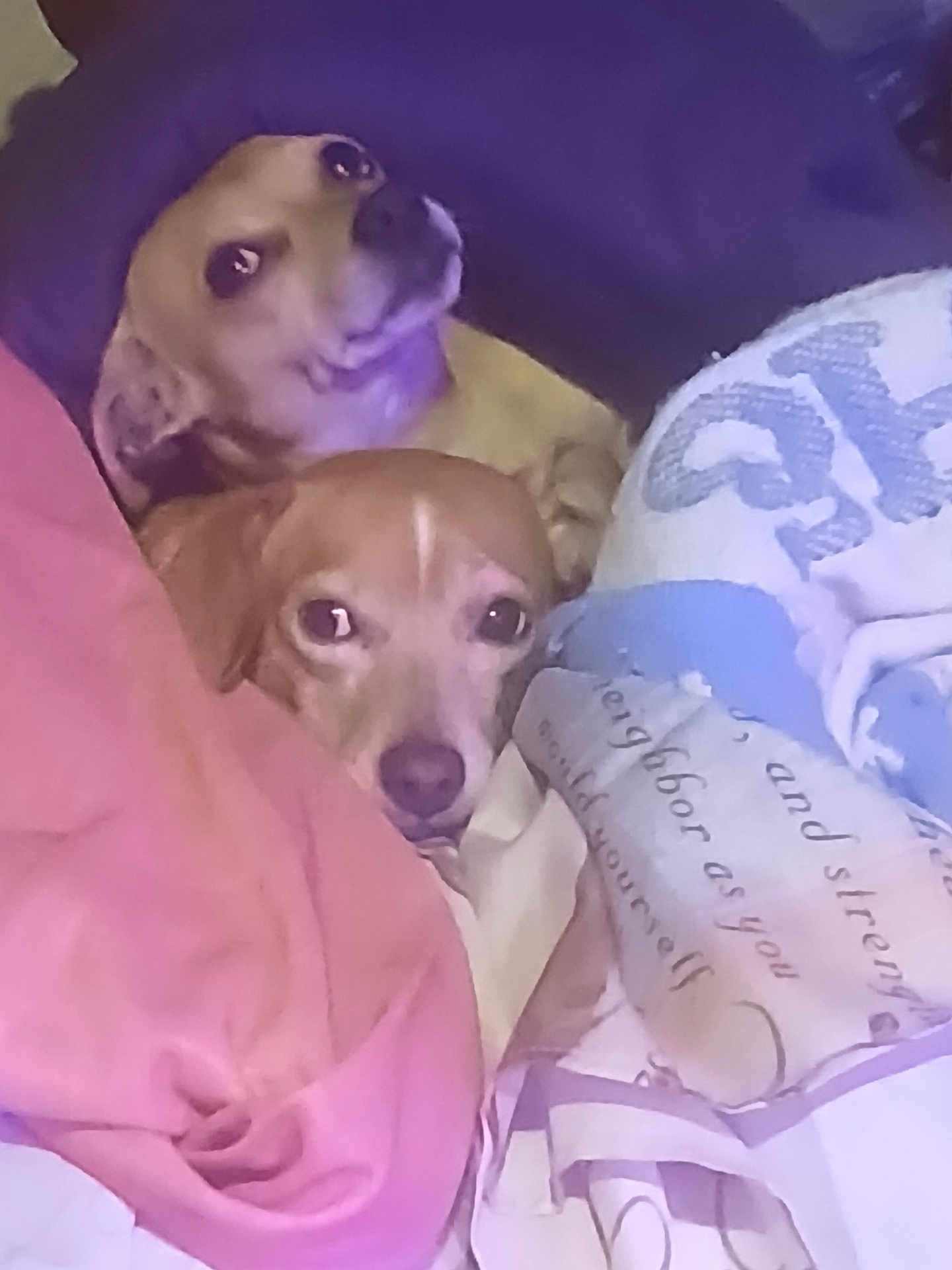 Max And Socks is registered to the contest to win money with this photo: dog, two_dogs, blanket, snuggling, cozy, indoor, pet, cute, resting, brown_dog, fur, looking, lying_down, warm, companion, animal, domestic_animal, comfort, sleepy, face
