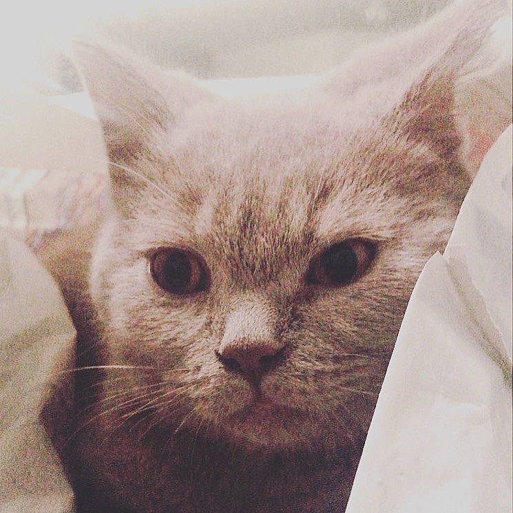 Oscar participe au concours pour gagner de l'argent avec cette photo : carnivore, cat, comfort, domestic_short_haired_cat, ear, fawn, felidae, fur, grey, small_to_medium_sized_cats, snout, terrestrial_animal, whiskers, window