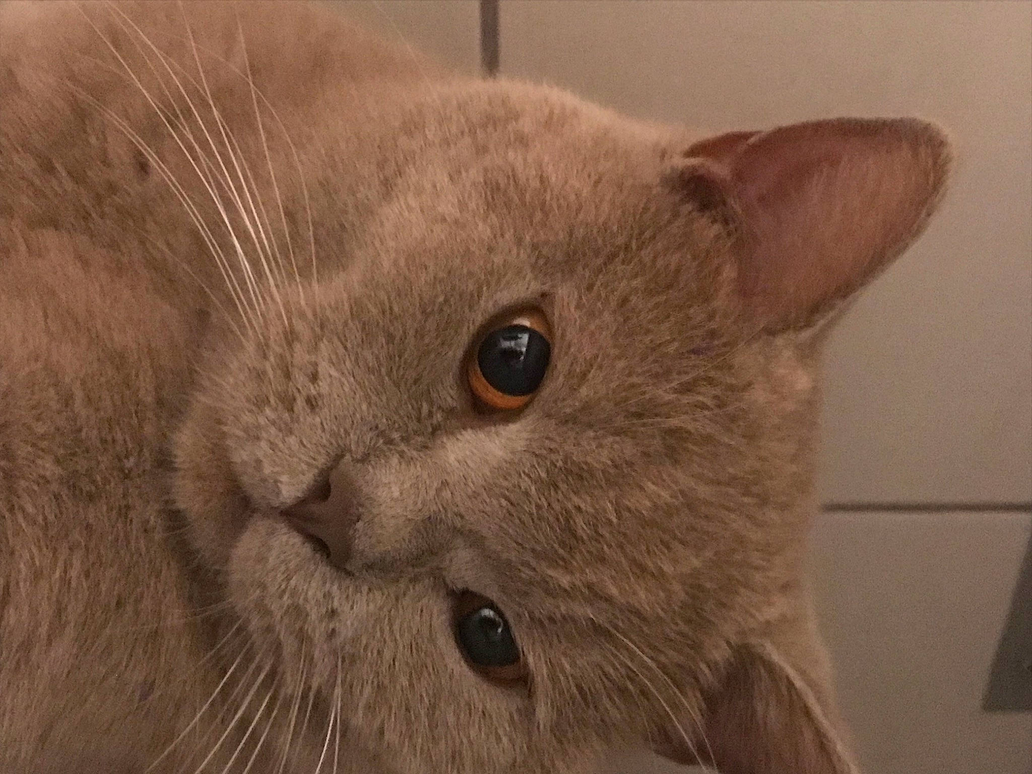 Oscars a rejoint le concours — aidez-le/la à gagner de superbes lots ! carnivore, cat, domestic_short_haired_cat, ear, felidae, fur, grey, iris, russian_blue, small_to_medium_sized_cats, snout, terrestrial_animal, whiskers