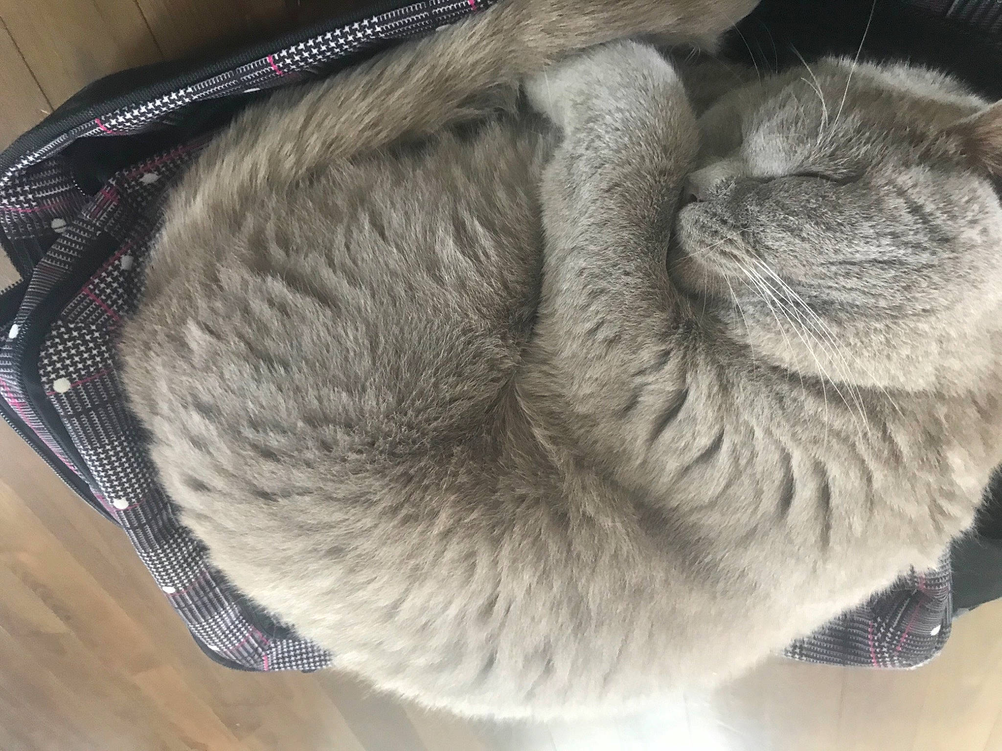 Oscars participe au concours pour gagner de l'argent avec cette photo : carnivore, cat, claw, comfort, domestic_short_haired_cat, felidae, fur, grey, nap, sleep, small_to_medium_sized_cats, snout, tail, textile, whiskers, wool