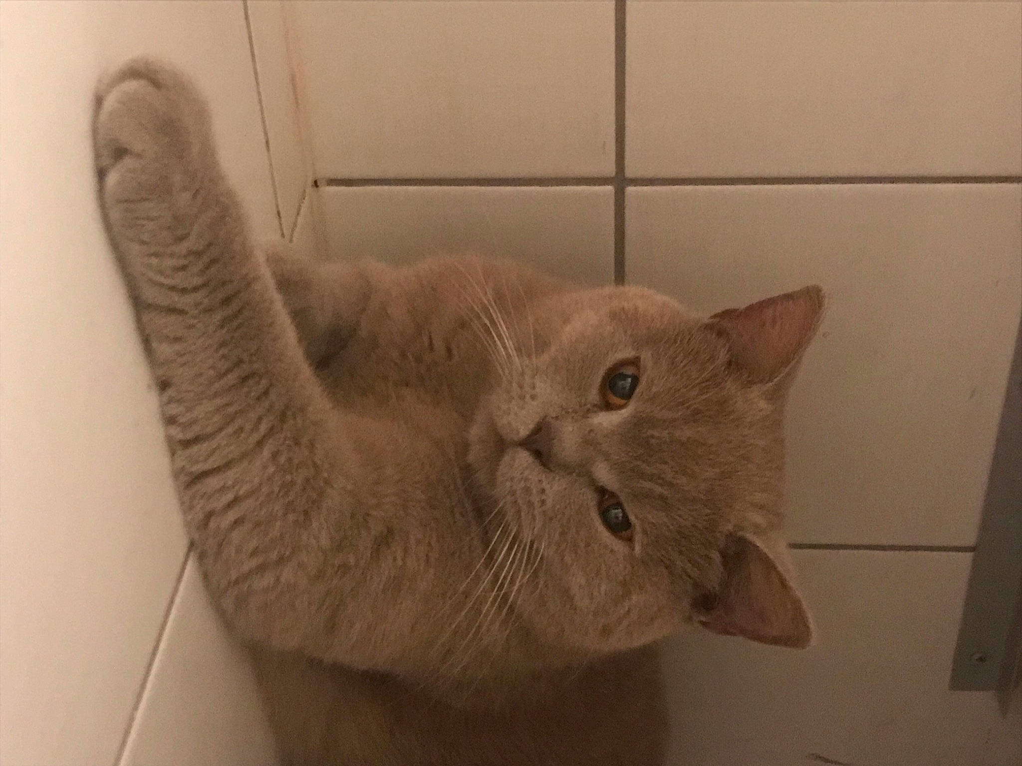 Oscars participe au concours pour gagner de l'argent avec cette photo : arm, carnivore, cat, claw, comfort, domestic_short_haired_cat, ear, eye, fawn, felidae, fur, gesture, head, leg, paw, small_to_medium_sized_cats, snout, tail, whiskers, wood