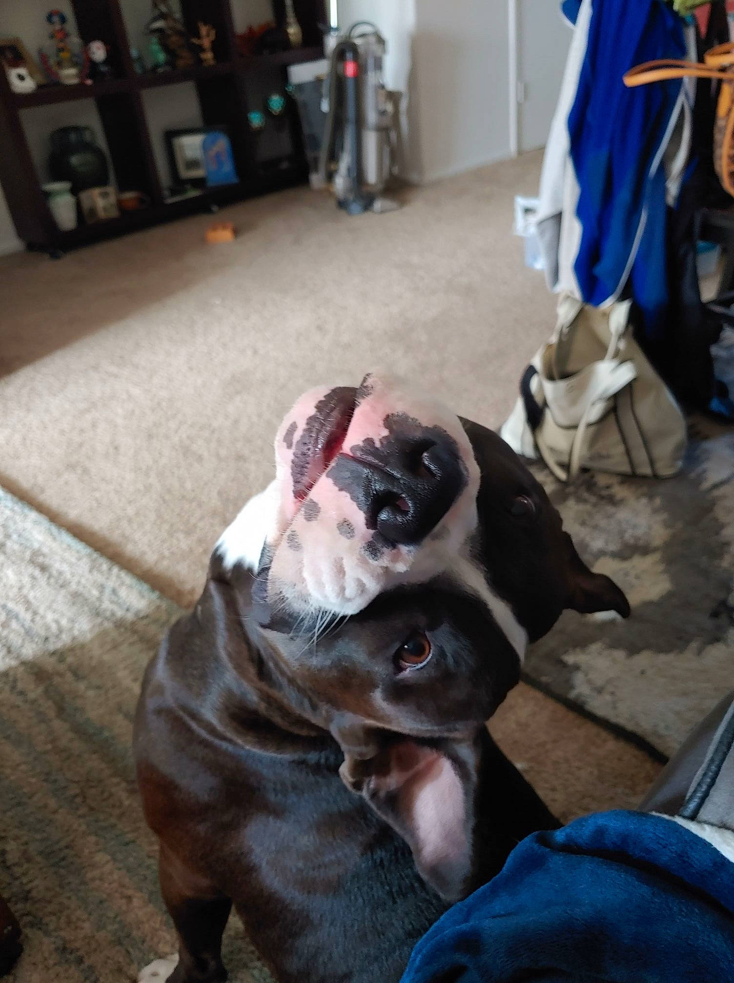 Chuck joined the competition — help win amazing prizes! blue, bookcase, canidae, carnivore, collar, companion_dog, dog, dog_breed, fawn, flooring, fur, guard_dog, leash, shelf, shelving, snout, sporting_group, weimaraner, whiskers, working_animal