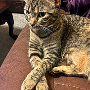 Mika joined the competition — help win amazing prizes! cat, tabby, pet, animal, feline, indoor, couch, fur, whiskers, paws, crossed_paws, relaxed, brown, purple_blanket, furniture, closeup, portrait, domestic, cute, resting